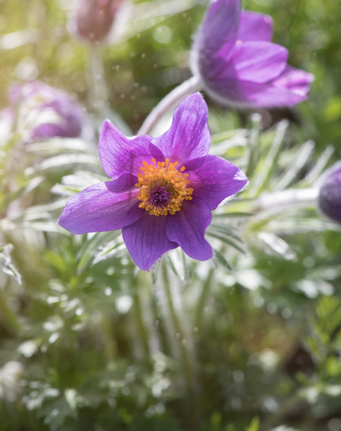 Pulsatilla vulgaris `Blaue Glocke`